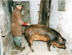 La mora romagnola prodotti tipici della Romagna